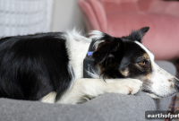 Vet Checkups vs Pet Heart Rate at Home: Why They Differ