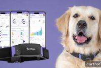 PetPace Offers Health and GPS Smart Collar After Whistle Shutdown