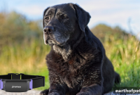 PetPace AI Dog Epilepsy Monitor for Remote Seizure Alerts