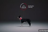 How Dogs in Lima, Peru Became an Earthquake Early Warning System