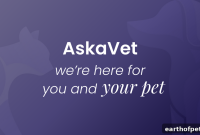 AskaVet Feature Explained: How It Helps Pet Care