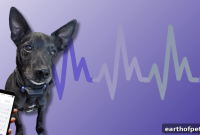 PetPace V3.0: Share Pet Vitals with Your Vet