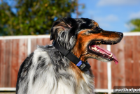 Tracking Dog Seizures: Why Monitoring Canine Epilepsy Is Hard