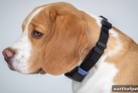 How to Spot and Calm Dog Anxiety and Stress