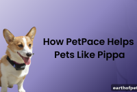 How PetPace Detects Chronic Pain in Pets with Hip Dysplasia