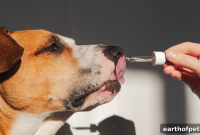 Epilepsy in Dogs and Cats: Symptoms and When to Seek Help