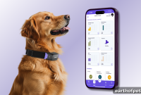 Why Dog Anxiety Is Hard to Track and How to Monitor Signs