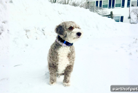 Winter Pet Safety: How to Keep Dogs and Cats Safe in Snow