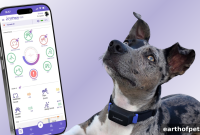 Senior Dog Care: How to Support Aging Dogs’ Quality of Life