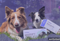 Dog Anxiety Signs: Why Watching Isn’t Enough