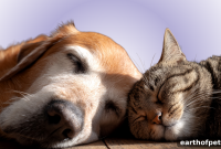 Ongoing Health Monitoring for Dogs and Cats with Chronic Illness