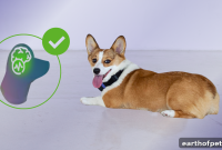 Pet Epilepsy: Why Ongoing Monitoring Matters Between Seizures