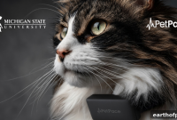 PetPace Collar Study: Lighting Reduces Stress in Shelter Cats