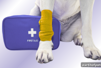 How to Tell If Your Dog Is in Pain: Signs and When to See a Vet