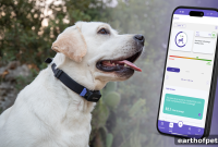 PetPace Dog Pain Detection: What the Pain Score Means