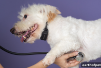 Senior Dog Care: Essential Tips for Comfort and Mobility