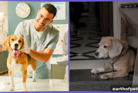What Your Vet Misses: Remote Monitoring Reveals Your Pet’s Day