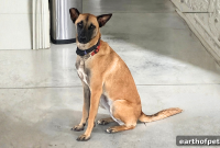 Continuous Monitoring Tracks Dog’s Stress Response