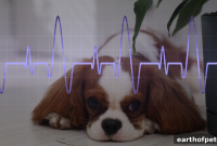 How to Spot Stress in Your Dog: Hidden Signs to Watch