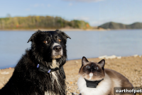 Pet Health Tracker: Why Your Pet Needs One More Than You
