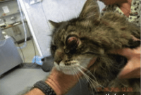 PetPace: Cat’s Weight Loss Linked to Increased Calorie Burn