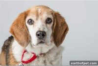 PetPace Collar Predicts Dog Heart Failure, Tracks Recovery