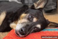 How the PetPace Collar Detected Acute Heat Stroke in a Dog
