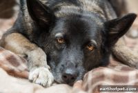PetPace Collar Detects Acute Gastrointestinal Distress in a Dog