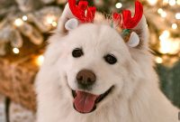 Dog Christmas Card Photos: How to Capture the Perfect Shot