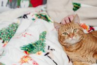 How to Keep Your Home Pet-Friendly During the Holidays