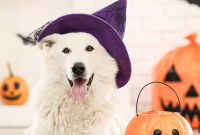Pet Costume Contest: 2nd Annual Trick or Treat Them Well