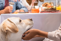 How to Include Your Dog in Thanksgiving Dinner Safely