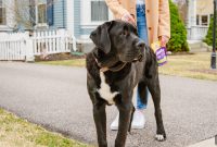 Take a Thanksgiving Gratitude Walk With Your Dog