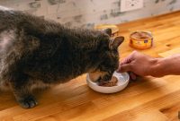 Add Wet Food to Your Cat’s Kibble for Better Hydration