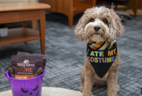 Halloween Costumes for Cats and Dogs: 25 Cute Ideas