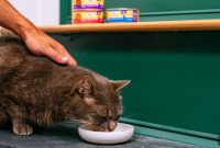 Wet Cat Food: How to Add It to Your Cat’s Diet