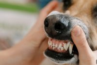Dog Dental Disease: Signs, Causes and Treatment