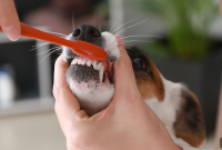 Dog Dental Care: How Teeth Cleaning Improves Your Dog’s Health