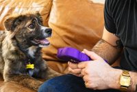 5 Signs Your Dog Is Thriving