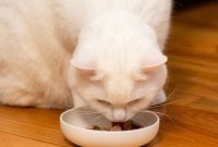 Wet Cat Food Benefits: Why It’s Vital for Your Cat