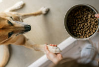 Lamb Dog Food: Benefits for Your Dog