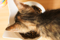 Kitten Not Eating? 5 Causes and What to Do