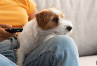 How Calmatives Help Dogs During Fourth of July Fireworks