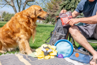 Pet Travel Tips: Plan Safe, Comfortable Trips