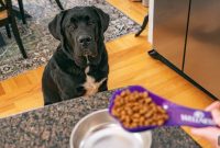 Dog Feeding Guide: How Much Food to Give by Weight