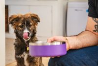 How to Choose the Right Dry Dog Food for Your Dog