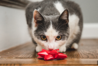 Gifts for Dogs and Cats: Ideas Pets and Owners Will Love