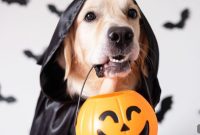 First Trick or Treat Them Well Halloween Pet Costume Contest
