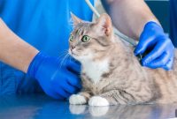 Cat Wellness Exam Cost: Average Prices and What’s Included