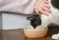 Find the Right Canned Cat Food for Your Cat